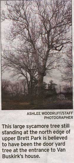 Sycamore Tree